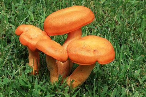 Orange Mushroom Clump Stock Photos Image 21133583