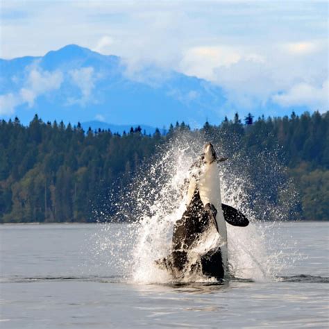 Dramatic Photo Of Orca Breaching In Discovery Channel With A Mountain