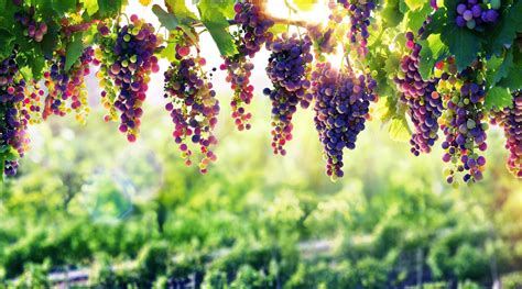 Bunches Of Grapes Hanging On A Grapevine