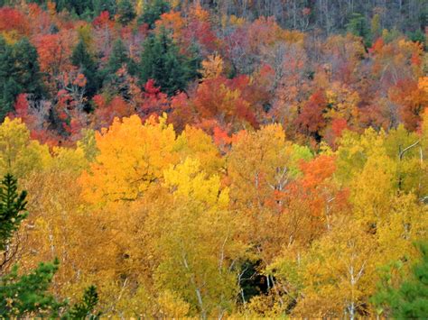 10 Northeast Tree Species With The Best Fall Colors Goeast