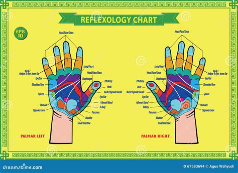Hand Reflexology Chart Description Vector Illustration 42172160