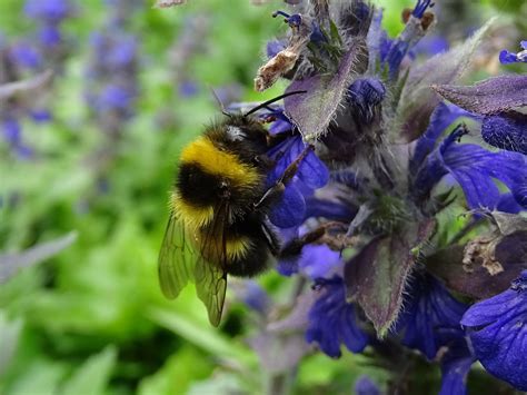 Wenn sie ein wespennest bei sich am haus entdecken, sollten sie zunächst ruhe bewahren. Alles was Sie wissen müssen über die Hummel und Hummelnester
