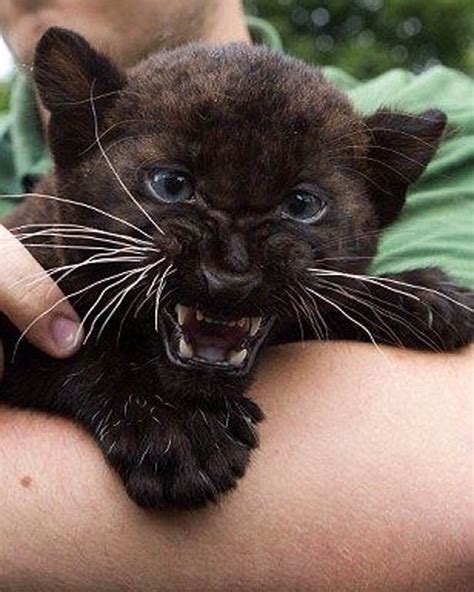 Baby Black Panther Animals Cute Animals Baby Animals