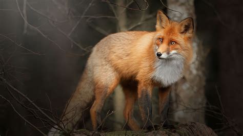 Wallpaper Forest Fox Side View 5120x2880 Uhd 5k Picture Image