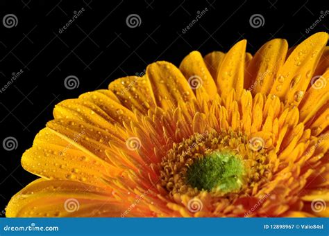 Yellow Daisy Gerbera Flower With Raindrops Stock Image Image Of