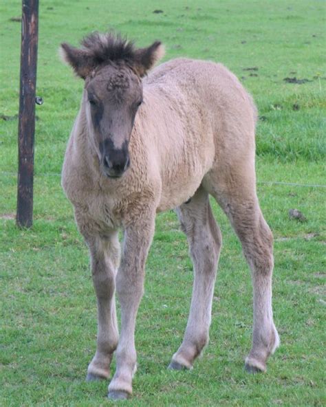 Het nsijp is een vereniging die liefhebbers van het ijslandse paard samenbrengt. IJslandse paarden
