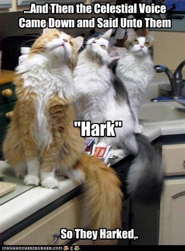 Teaching Your Cats Show Me Funny Cat Jokes