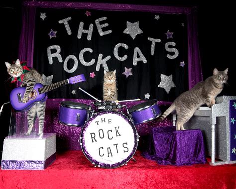 Coming up with a great name for your cat isn't always easy, but if you are into rock music and are thinking about a musical name for your new feline friend, this list has you covered. Things To Do in Dallas This Weekend: Jan. 17 - Jan. 20 - D ...