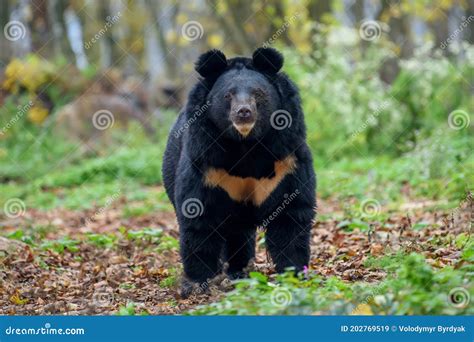 Asiatic Black Bear Ursus Thibetanus Stock Image Image Of Carnivore