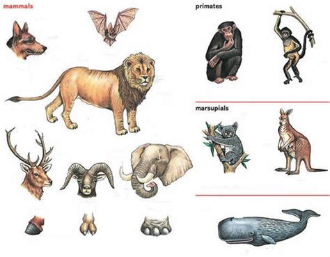 ⬤ flashcards exercise about body parts. Animals and their names