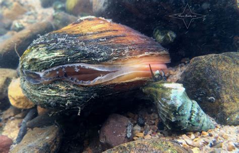 Freshwater Mollusks Conservation Society