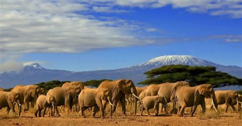 Da Nairobi O Mombasa Tour Di 3 Giorni Del Parco Nazionale Di Amboseli