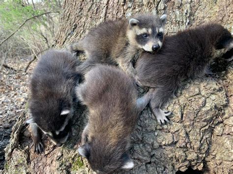 We don't wait for you to have pest problems, we thoroughly inspect your property identifying current and potential pest threats. Suburban Wildlife Control - Home | Facebook