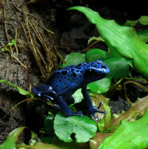 Dendrobates Tinctorius ‘azureus Blue Dart Frog Phelsuma Farm