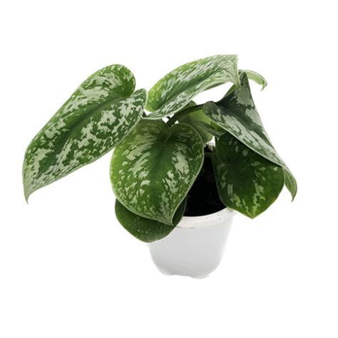 Scindapsus Pictus Satin Pothos Exotica Mm The Jungle Collective