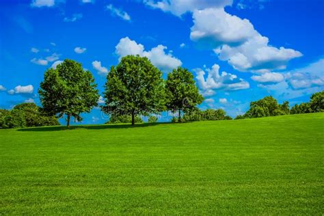Two Trees On Hill Stock Photo Image Of Nature Rural 3315672