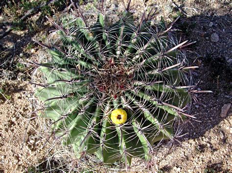 Ferocactus Wislizeni Arizona Barrel Cactus
