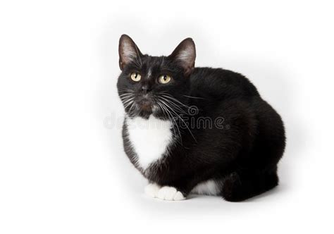 Cute Tuxedo Cat On White Stock Photo Image Of Eyes Adult 96949580
