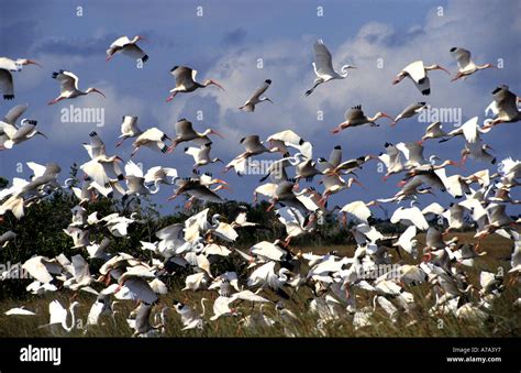 A Huge Group Of White Wading Birds Take Flight Together In One Huge