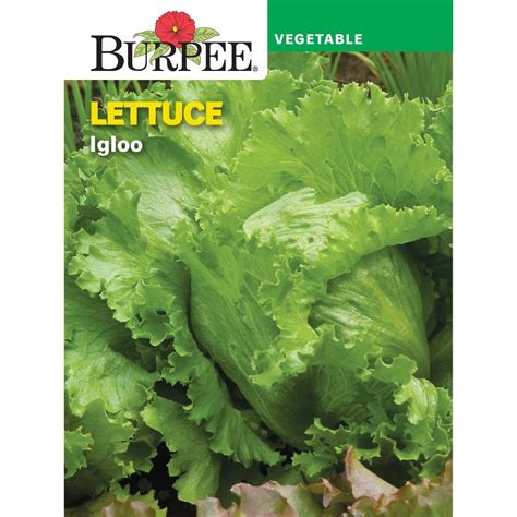 Burpee Igloo Lettuce Vegetable Seed 1 Pack