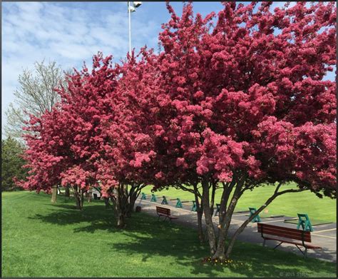 An Amazing Spring For The Flowering Trees Stephi Gardens