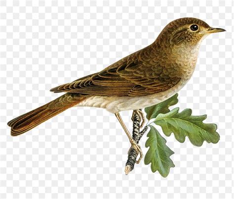 Thrush Nightingale Bird Png Hand Drawn Free Image By