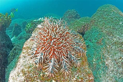 Crown Of Thorns Sea Urchin Sea Star Eating Corals Stock Photo Image