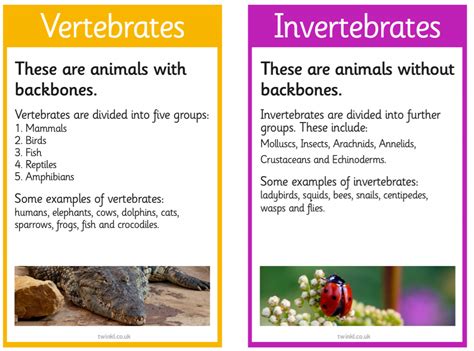 Year 4 Vertebrates And Invertebrates