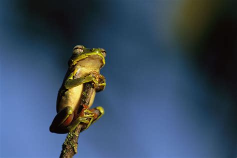 Amphibians National Geographic Society