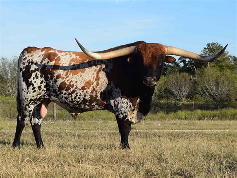 Free Photo Longhorn Bull Bull Horns Texas Free Download Jooinn