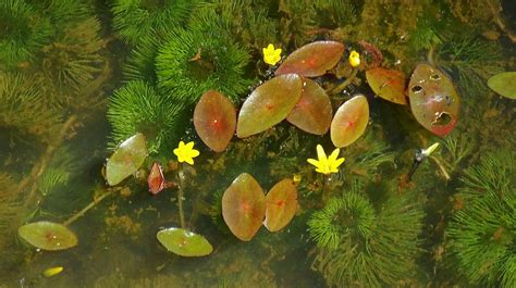 The 10 Best Oxygenating Pond Plants For A Healthy And Clean Pond Pond Plants Plants Small