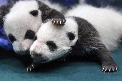 Two Super Cute Baby Giant Pandas