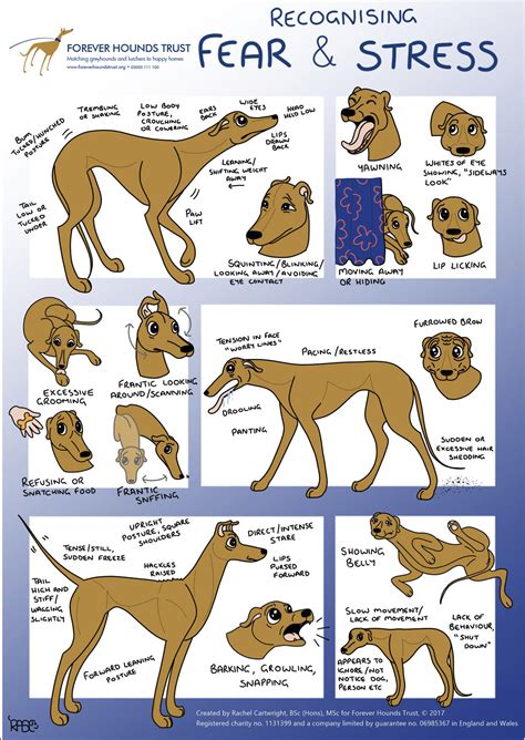 What Do Dogs Ear Positions Mean