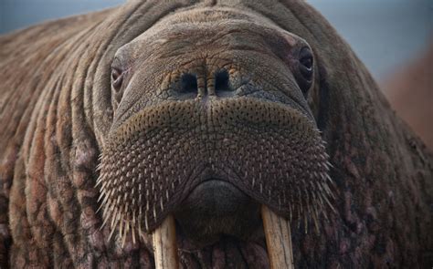 Climate Change Thousands Of Pacific Walruses Have Turned Up In Alaska