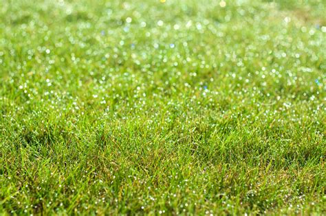 Wet Green Grass Close Up Background Stock Photo Image
