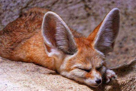 Fennec Fox Facts 10 Facts About Fennec Foxes W Pictures