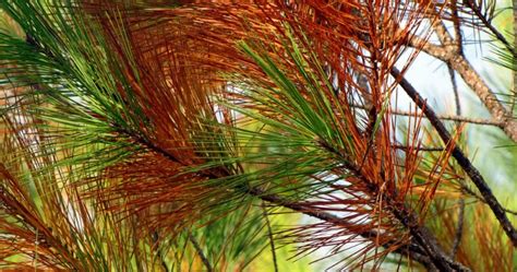 Common Pine Tree Diseases And How To Spot Them The Woodsman