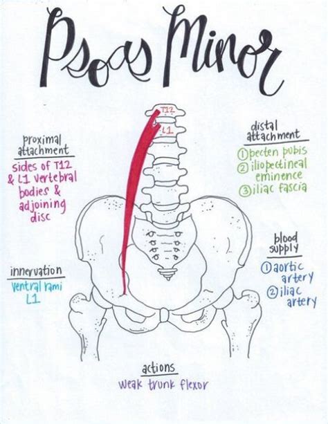 Psoas Minor Psoasexercises Yoga Anatomy Muscle Anatomy Physical Therapy School