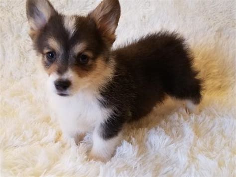 There are two breeds of welsh corgis, the cardigan and the pembroke , each named for the county in wales where it originated. Pembroke Welsh Corgi Puppy for Sale - Adoption, Rescue for ...