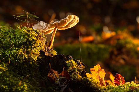 Mushroom Moss Tree Free Photo On Pixabay