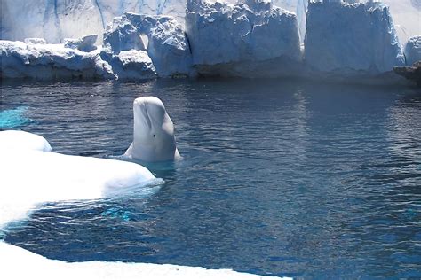 Arctic Beluga Whale