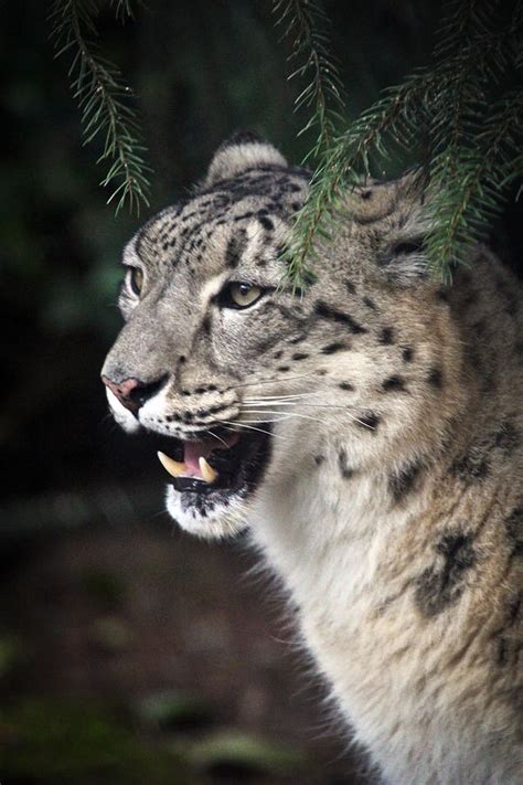 Snow Leopard Portrait Photograph By Athena Mckinzie