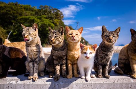Best Time To See Aoshima Cat Island In Japan 2020 Roveme