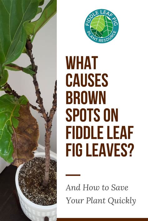 Ficus lyrata is a species of evergreen this profile enables epileptic and seizure prone users to browse safely by eliminating the risk of seizures. What Causes Brown Spots on Fiddle Leaf Fig Leaves? (And ...