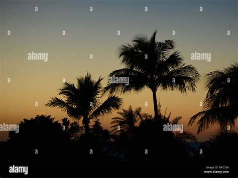 Palm Trees At Sunset Siesta Key Florida Stock Photo Alamy