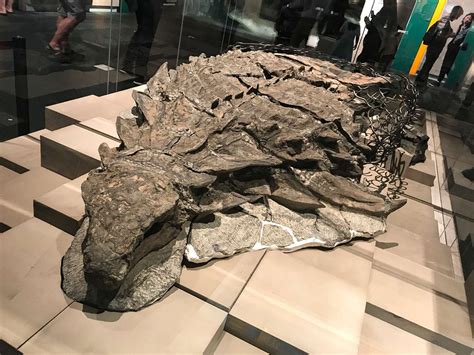 110 Million Year Old Dinosaur Very Well Preserved Discovered