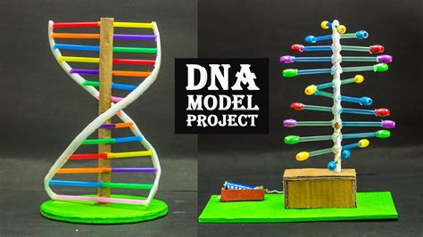 Dna Model Project Youtube