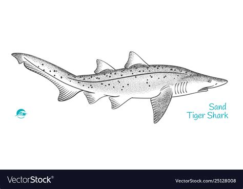 Sand Tiger Shark Hand Drawn Royalty Free Vector Image
