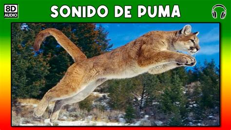 Sonido De Puma 🐆 Youtube