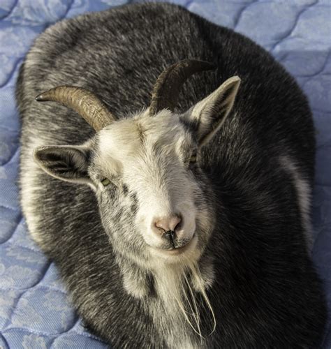 Free Images Cute Horn Pet Livestock Sheep Mammal Fauna Goats